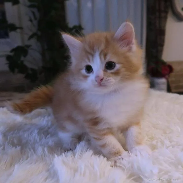 ID:2211-01862の子猫