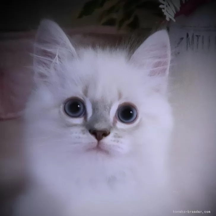 ID：2407-00626の子猫
