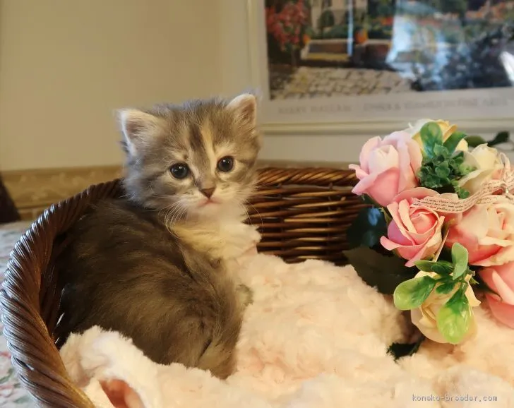 ID：2102-00717の子猫