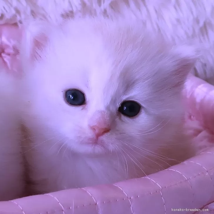 ID:2404-01583の子猫