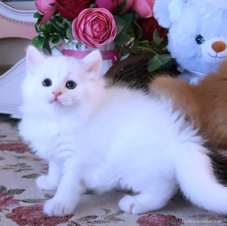 ID：2306-03053の子猫