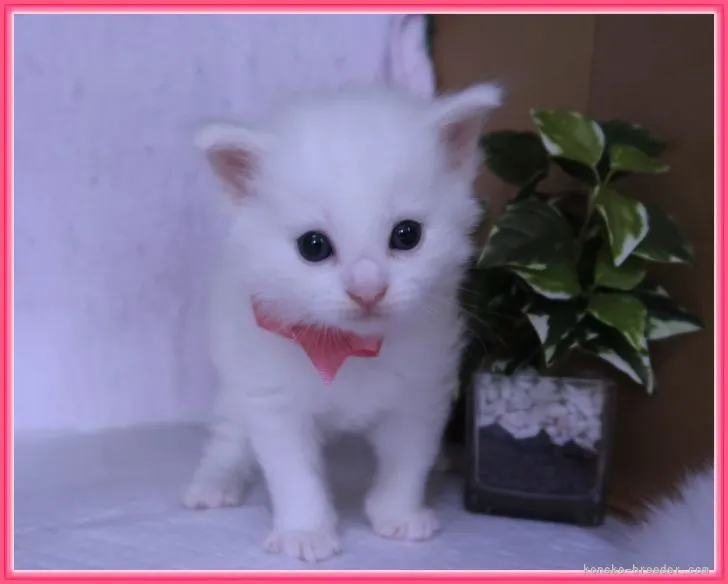 ID:2105-01108の子猫