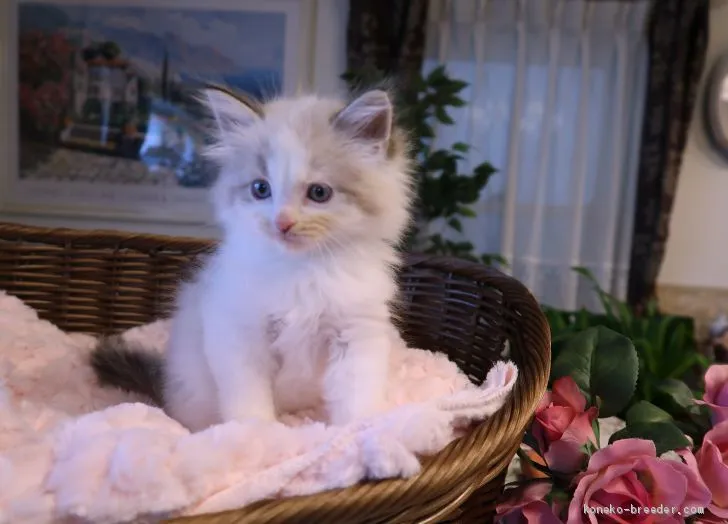 ID:2101-01866の子猫