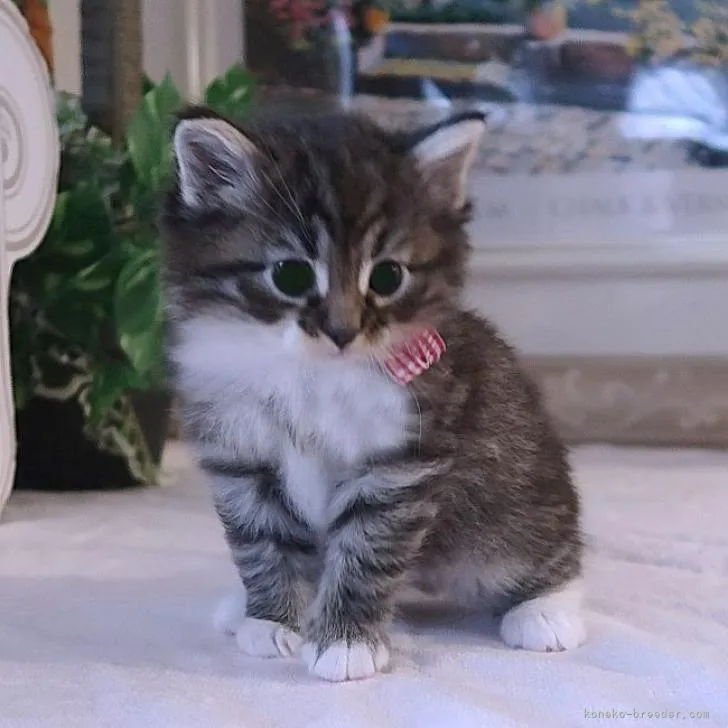 ID:2211-01931の子猫