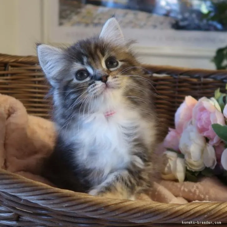 ID:2210-02356の子猫
