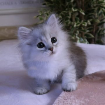 サイベリアン【埼玉県・男の子・2023年3月17日・シルバータビー（トリプルコート）】の写真「シルバーのプリンス君」
