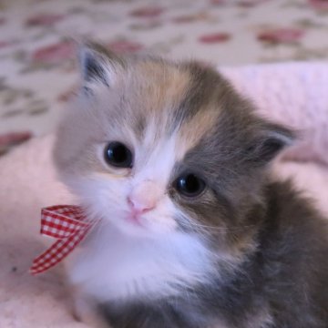 サイベリアン【埼玉県・女の子・2024年6月12日・ダイリュートキャリコ】の写真「とっても可愛い女の子♡サマー感謝祭対象の仔猫です」