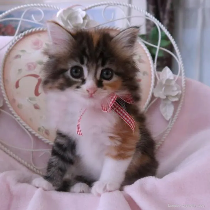 ID:2210-00879の子猫