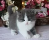 サイベリアン【埼玉県・男の子・2024年6月12日・ブルーホワイト】の写真3「ごはんよく食べてとっても健康です。」