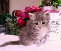 ノルウェージャンフォレストキャット【埼玉県・男の子・2021年12月22日・ブルー&ホワイト】の写真4