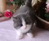 サイベリアン【埼玉県・男の子・2024年6月12日・ブルーホワイト】の写真4「お目目クリクリの可愛い男の子💗」