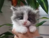 サイベリアン【埼玉県・男の子・2024年6月12日・ブルーホワイト】の写真5「会いに来てね！」