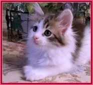 ノルウェージャンフォレストキャット【埼玉県・女の子・2021年4月27日・ブラウンタビー&ホワイト】の写真5「♡よく食べ、よく遊び、よく寝ています！健康状態に全く問題がありません♡」