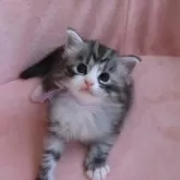 ノルウェージャンフォレストキャット【埼玉県・男の子・2025年9月5日・ブルーシルバータビー&ホワイト】の写真4