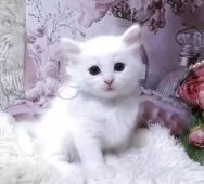 サイベリアン【埼玉県・男の子・2025年9月3日・ホワイト】の写真3「毛はストレートでサラサラ、毛玉もできにくいので、お手入れも簡単です。」