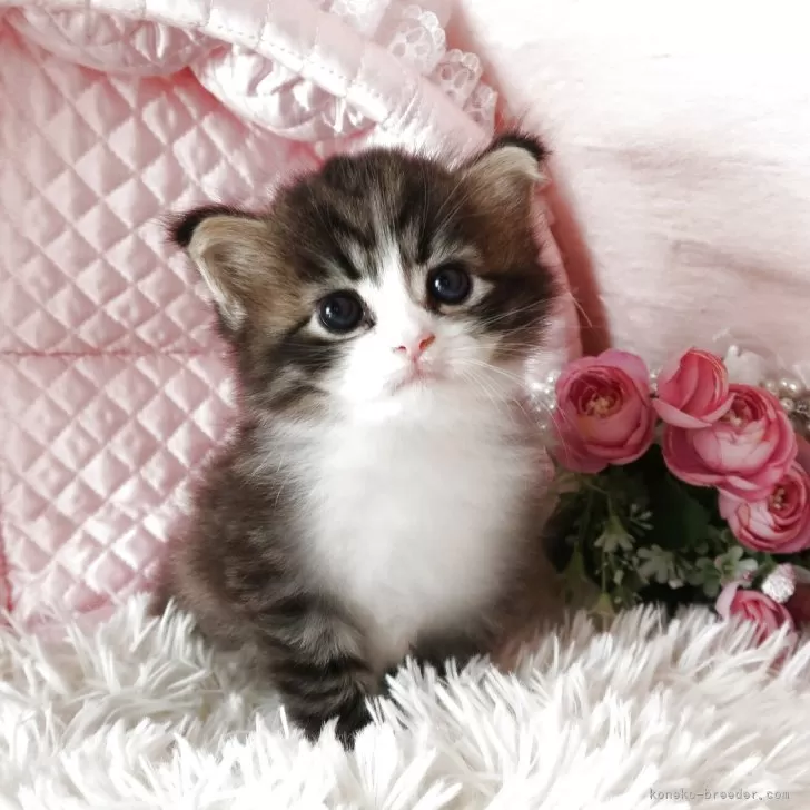 ID:2506-00725の子猫