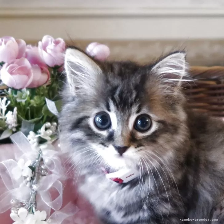 ID:2505-01714の子猫