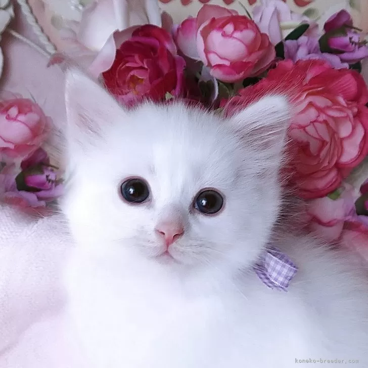 ねこねこ 様のお迎えした子猫