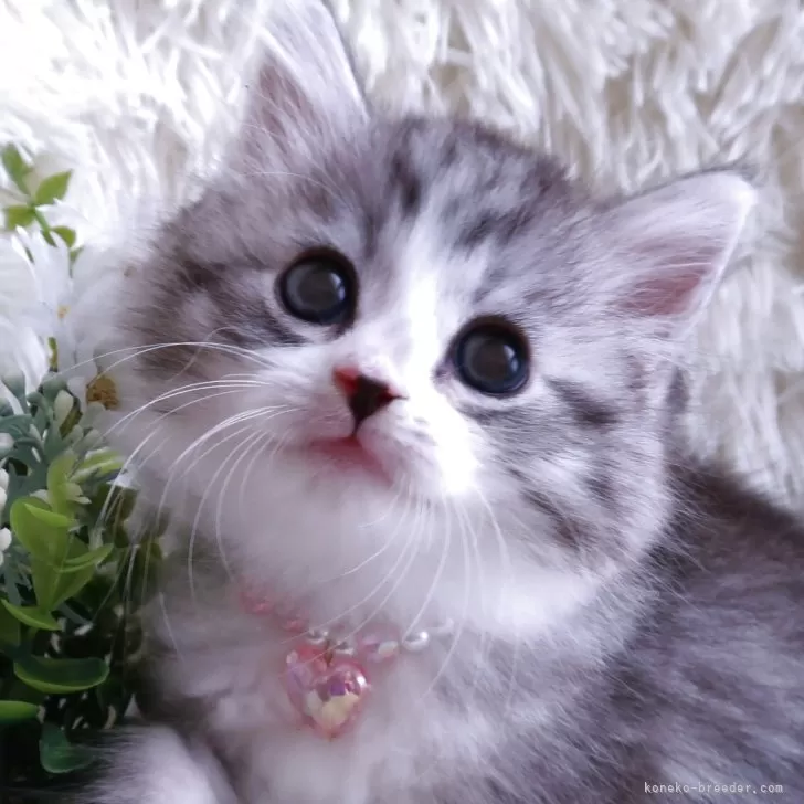 T.T 様のお迎えした子猫