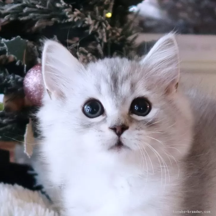 ID：2411-02902の子猫
