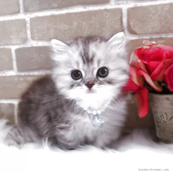 ID：2507-02687の子猫