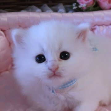 サイベリアン【埼玉県・男の子・2025年2月23日・ホワイト（トリプルコート）】の写真「可愛い王子様💗ママはチャンピオン」