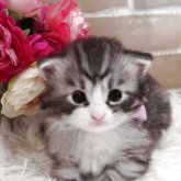 ノルウェージャンフォレストキャット