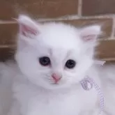 サイベリアン