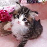 ノルウェージャンフォレストキャット