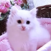 サイベリアン【埼玉県・男の子・2025年3月21日・ホワイト】の写真1「ホワイトサイベリアン☆ブルーアイ💗とっても美しい男の子」