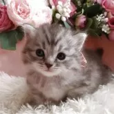 サイベリアン
