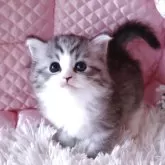 ノルウェージャンフォレストキャット