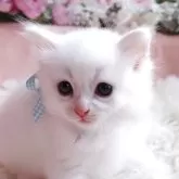 サイベリアン