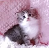 ノルウェージャンフォレストキャット