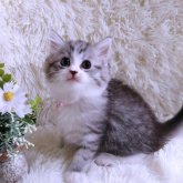 ノルウェージャンフォレストキャット