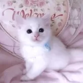 サイベリアン