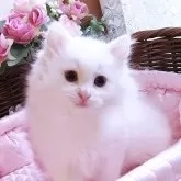 サイベリアン【埼玉県・男の子・2025年3月21日・ホワイト】の写真2「イケメン君です！」