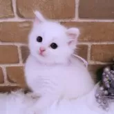 サイベリアン【埼玉県・男の子・2025年9月3日・ホワイト】の写真10「これから白い毛がもふもふしてきます。」