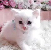 サイベリアン【埼玉県・男の子・2025年9月3日・ホワイト】の写真8「まっしろ、ふわふわです。」