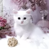 サイベリアン【埼玉県・男の子・2025年9月3日・ホワイト】の写真5「ボール、猫じゃらし大好きです。」