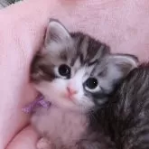 ノルウェージャンフォレストキャット【埼玉県・男の子・2025年9月5日・ブルーシルバータビー&ホワイト】の写真6