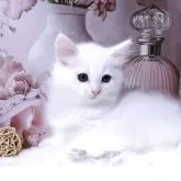 サイベリアン【埼玉県・男の子・2025年9月3日・ホワイト】の写真4「兄弟猫さんとも楽しく遊べます。先住さんがいてもすぐに仲良くなれます。」