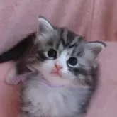 ノルウェージャンフォレストキャット【埼玉県・男の子・2025年9月5日・ブルーシルバータビー&ホワイト】の写真7