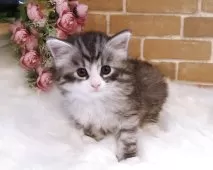 ノルウェージャンフォレストキャット【埼玉県・男の子・2025年9月5日・ブルーシルバータビー&ホワイト】の写真3