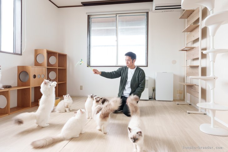 広々とした清潔な環境✨｜三原　好太(みはら　こうた)ブリーダー(山形県・ブリティッシュショートヘアなど・ICP登録)の紹介写真5