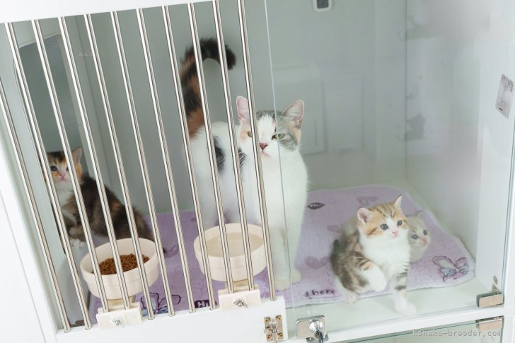 1日３回の離乳食で、信じられないくらい人懐こい子猫に…✨｜三原　好太(みはら　こうた)ブリーダー(山形県・ブリティッシュショートヘアなど・ICP登録)の紹介写真8
