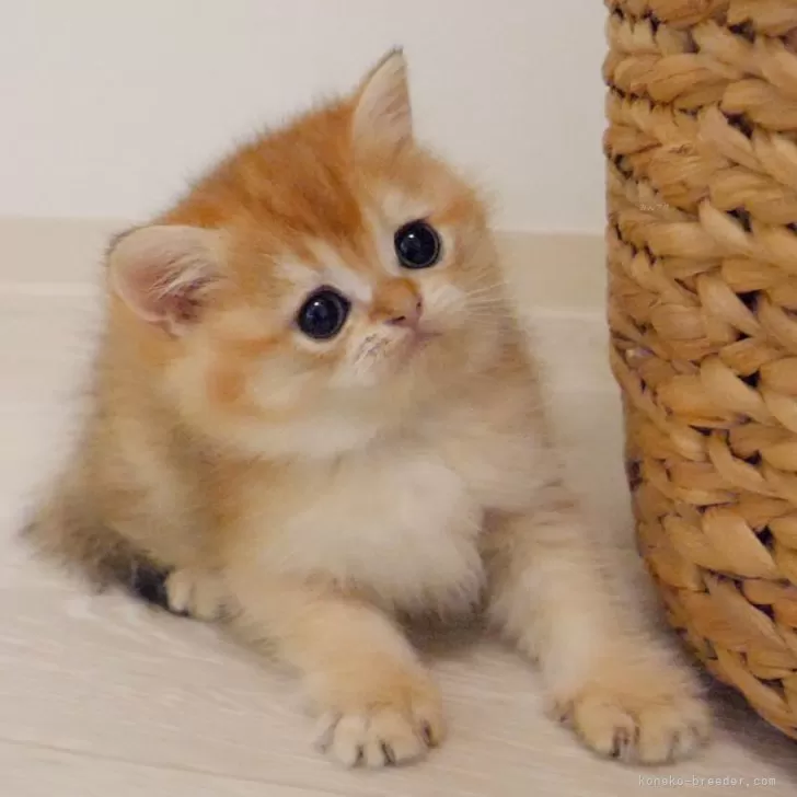 ID：2407-00856の子猫