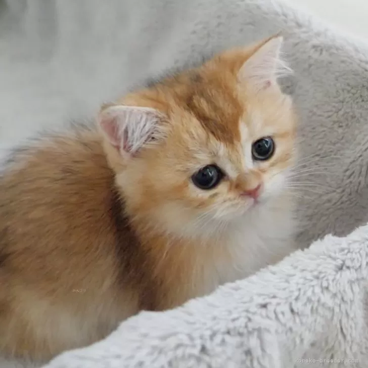 ID：2407-00861の子猫