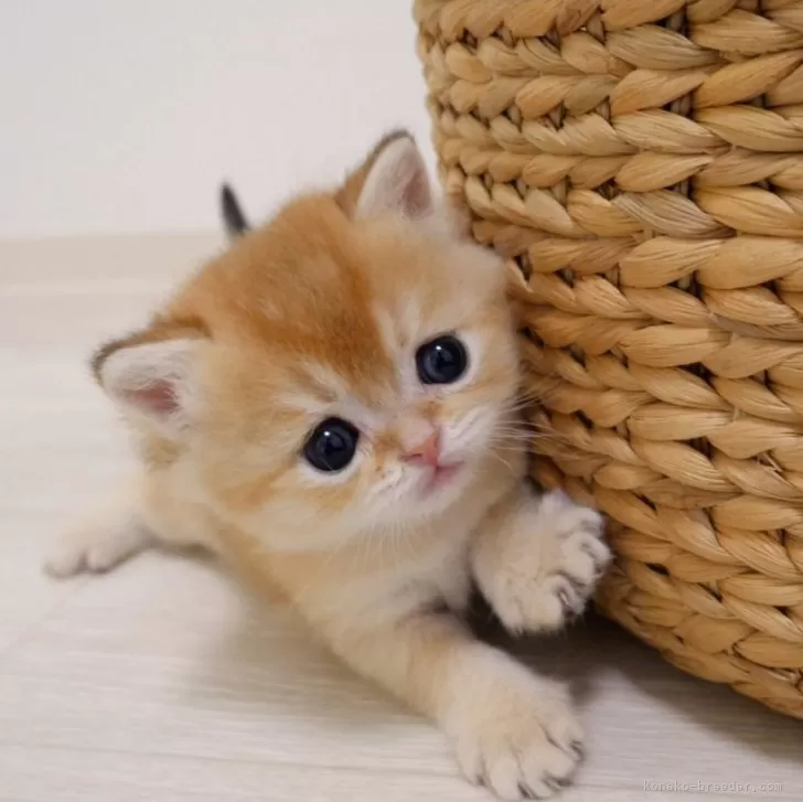 ID:2406-01130の子猫