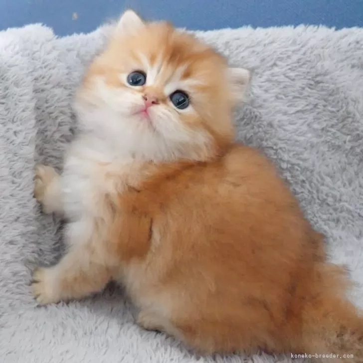 ID：2410-03079の子猫